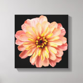 Zinnia Floral Blume Naturfotografie auf Schwarz Leinwanddruck (Vorderseite)