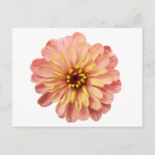 Zinnia Floral Blume Naturfotografie Postkarte