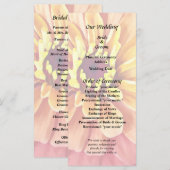 Zinnia in Orange-Schatten Programm (Vorne/Hinten)