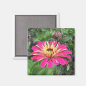 ZINNIA - Lebendes Rosa und Creme - Magnet (Vorderseite/Rückseite)