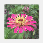 ZINNIA - Lebendes Rosa und Creme - Magnet (Vorne)