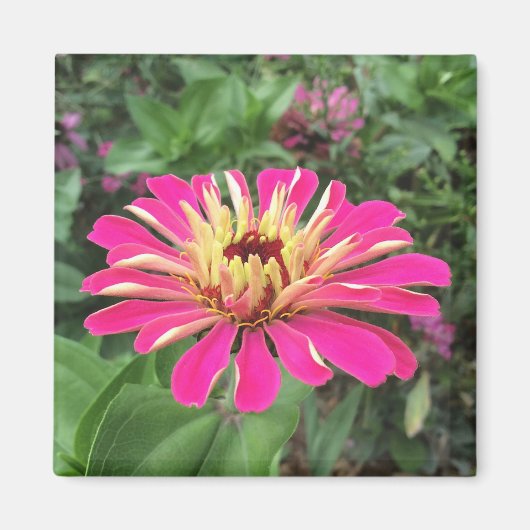 ZINNIA - Lebendes Rosa und Creme - Magnet (Vorne)