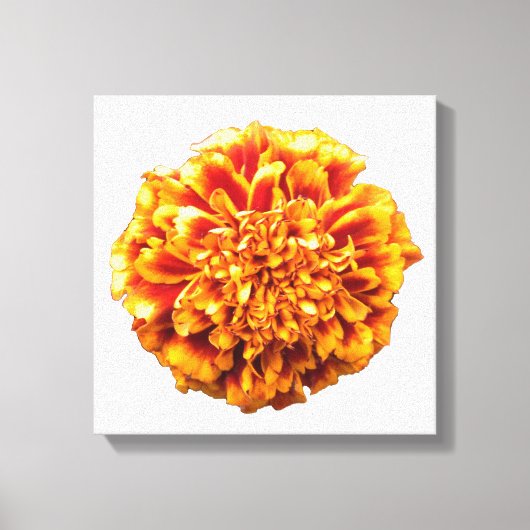 Zinnia Leinwanddruck (Vorderseite)