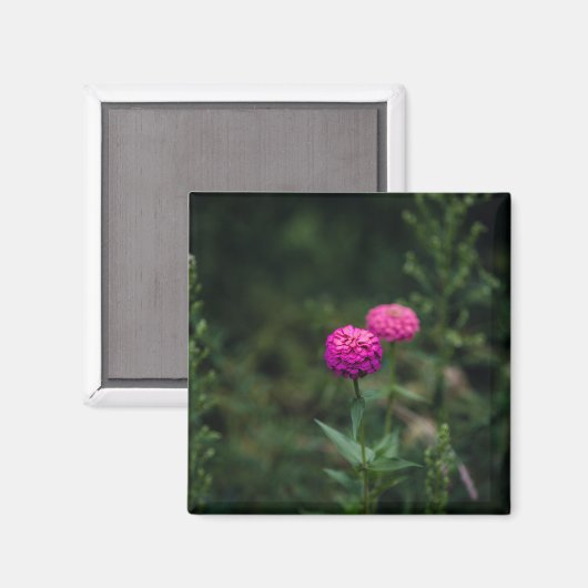Zinnia — magnet (Vorderseite/Rückseite)