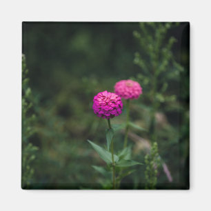 Zinnia -- magnet