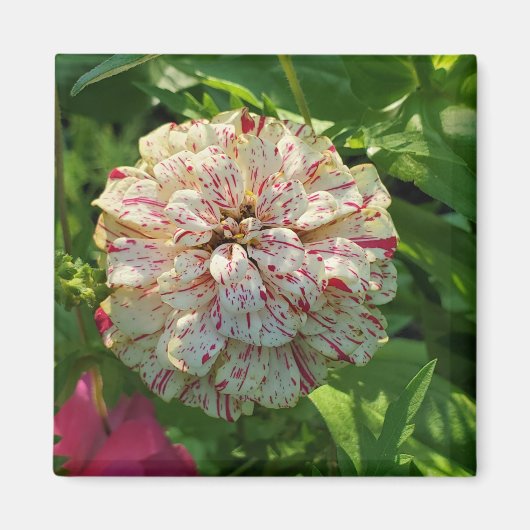 Zinnia-Magnet Magnet (Vorne)