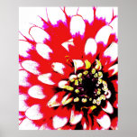 Zinnia Pop Art Poster<br><div class="desc">Wunderschönes fotografisches Kunstposter,  das Sie in Ihrer Zuhause hängen Liebe! Dieses Poster zeigt eine Zinnia-Blüte in Rot,  Rosa,  Weiß,  Schwarz und Gelb im Stil heller Pop-Kunst.Digitale Kunst aus dem Original-Foto des Künstlers.Wählen Sie Ihre Lieblingsgröße und Papiertyp! www.kdstewart.net</div>