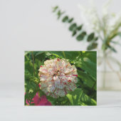 Zinnia Postcard Postkarte (Stehend Vorderseite)