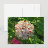 Zinnia Postcard Postkarte (Vorne/Hinten)