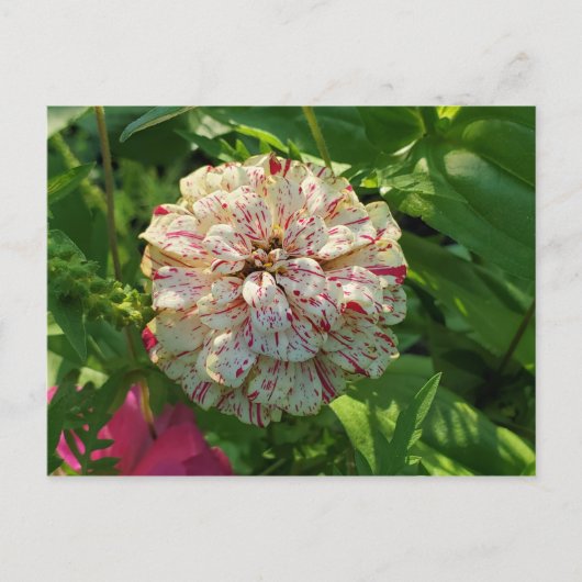 Zinnia Postcard Postkarte (Vorderseite)