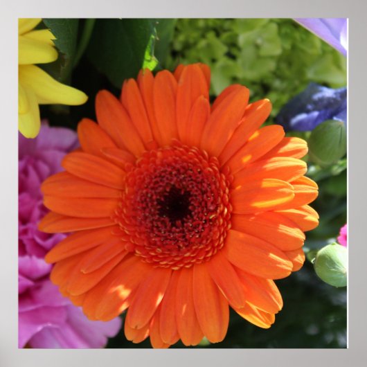 Zinnia Poster (Vorne)