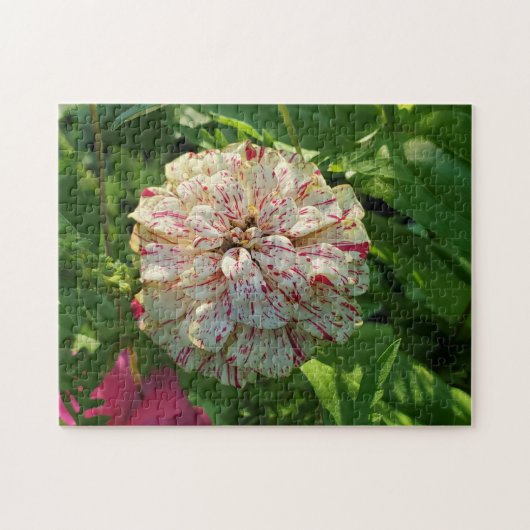 Zinnia Puzzle (Horizontal)