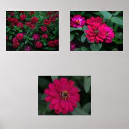 Zinnia Serenade Druck-Set Bilderwand Sets