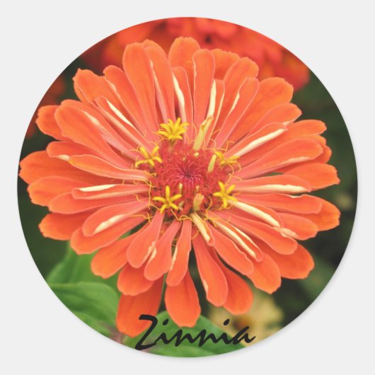 Zinnia Sticker (Vorderseite)