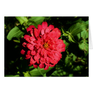 "zinnia" von Larry Coressel