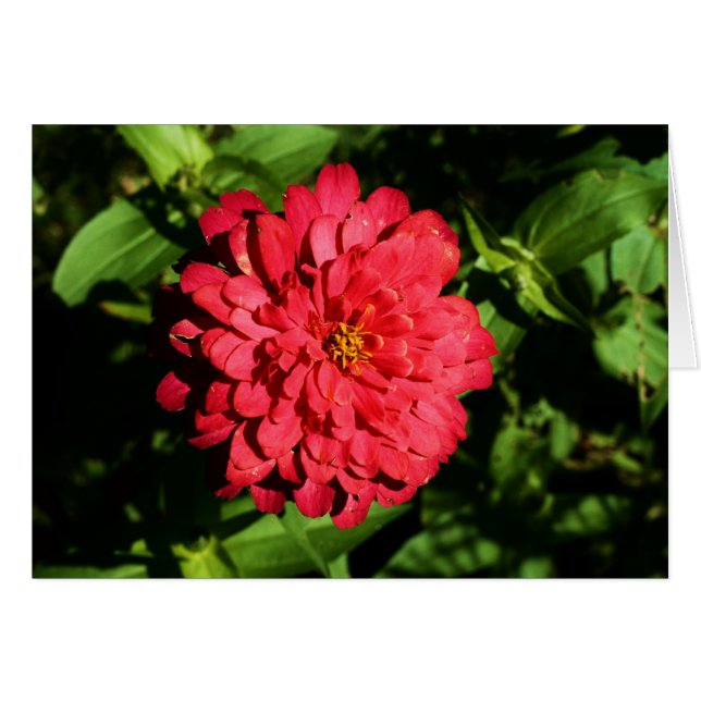 "zinnia" von Larry Coressel (Vorderseite (Horizontal))