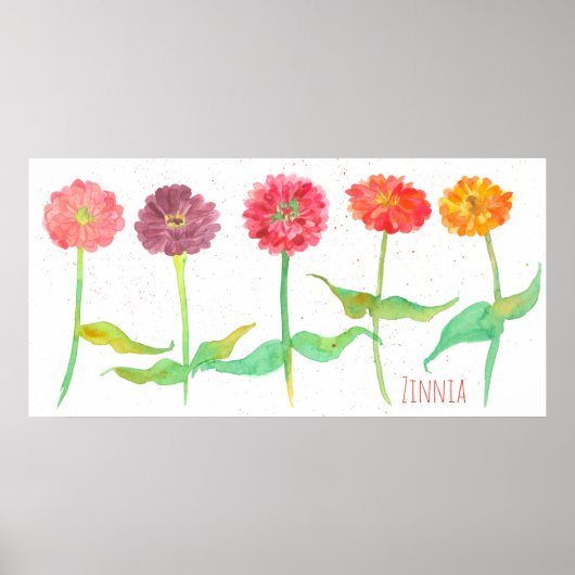 Zinnia Watercolor Blume Poster (Vorne)