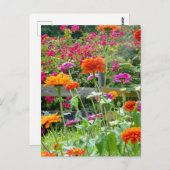 "Zinnias 1." Postkarte (Vorne/Hinten)