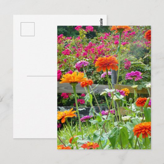 "Zinnias 1." Postkarte (Vorne/Hinten)