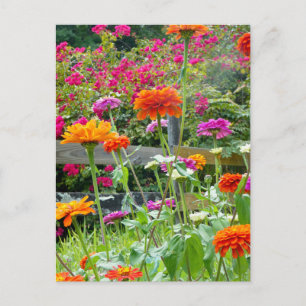 "Zinnias 1." Postkarte