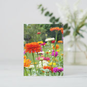 "Zinnias 2." Postkarte (Stehend Vorderseite)