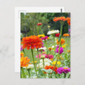 "Zinnias 2." Postkarte (Vorne/Hinten)