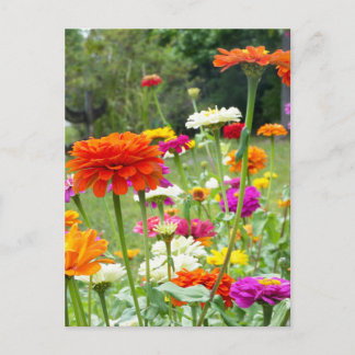 "Zinnias 2." Postkarte