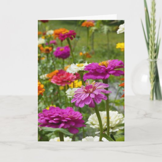 "Zinnias 3." Grußkarte Karte (Vorderseite)