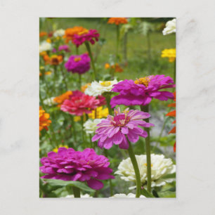 "Zinnias 3." Postkarte