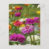 "Zinnias 3." Postkarte (Vorderseite)