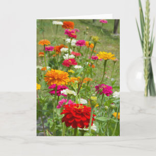 "Zinnias 4." Grußkarte Karte