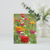 "Zinnias 4." Postkarte (Stehend Vorderseite)