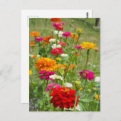 "Zinnias 4." Postkarte (Vorne/Hinten)