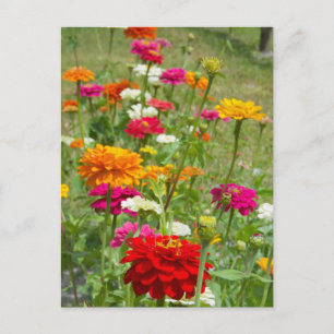 "Zinnias 4." Postkarte