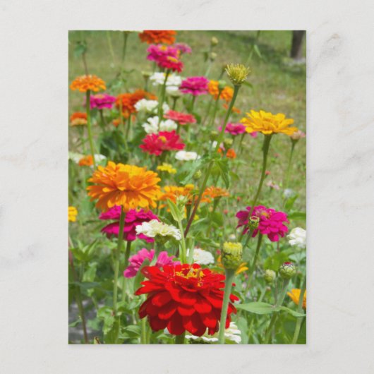"Zinnias 4." Postkarte (Vorderseite)