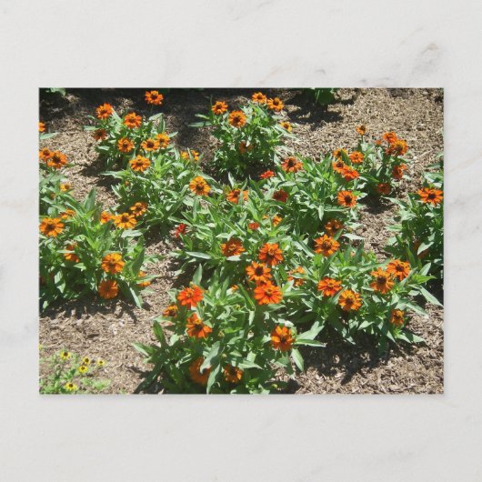Zinnias Postcard Postkarte (Vorderseite)