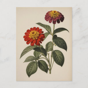 Zinnien-Illustration Postkarte