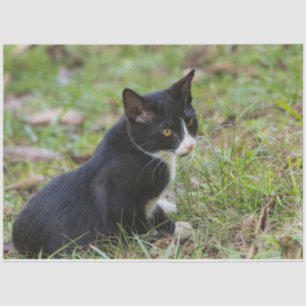 Zinnpapier Seidenpapier