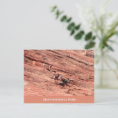 Zion Bighorn Sheep Postcard Postkarte (Stehend Vorderseite)