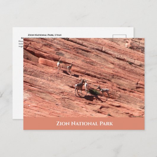 Zion Bighorn Sheep Postcard Postkarte (Vorne/Hinten)