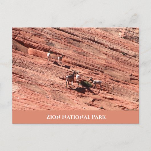 Zion Bighorn Sheep Postcard Postkarte (Vorderseite)