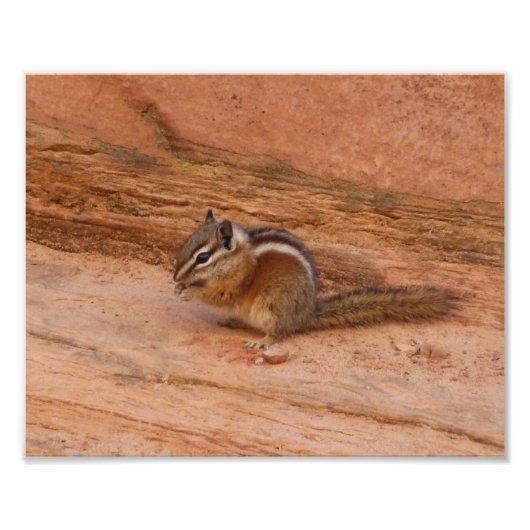 Zion Chipmunk auf Red Rocks Fotodruck (Vorne)