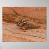 Zion Chipmunk auf Red Rocks Poster (Vorne)