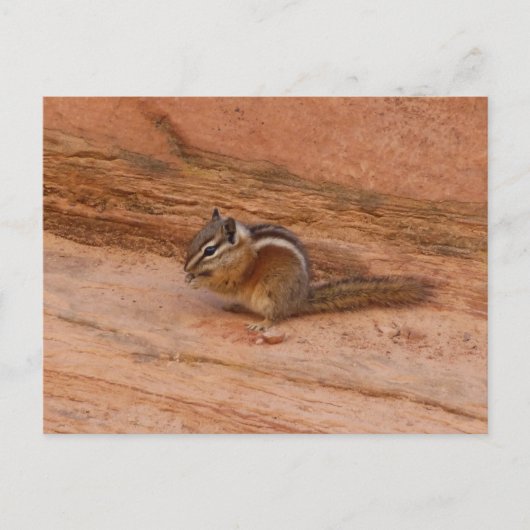 Zion Chipmunk auf Red Rocks Postkarte (Vorderseite)