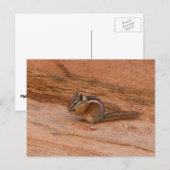 Zion Chipmunk auf Red Rocks Postkarte (Vorne/Hinten)