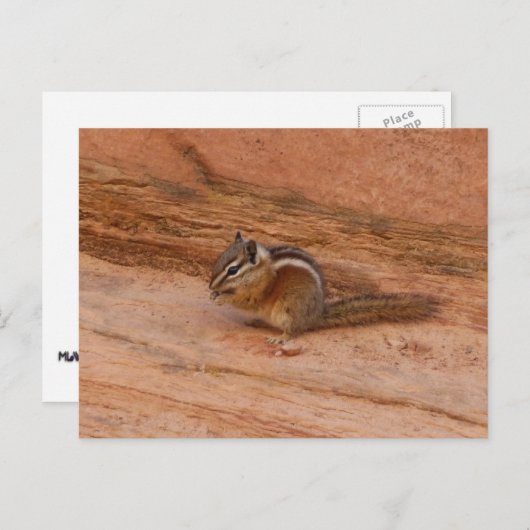 Zion Chipmunk auf Red Rocks Postkarte (Vorne/Hinten)