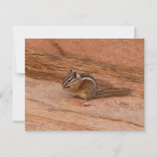 Zion Chipmunk auf roten Felsen (Vorderseite)