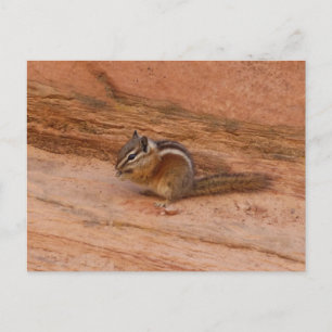 Zion Chipmunk auf roten Felsen Postkarte