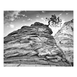 Zion National Park Bonsai Tree Black and White Fotodruck