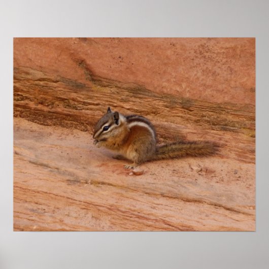 Zion-Streifenhörnchen auf rotem Felsgestein Poster (Vorne)